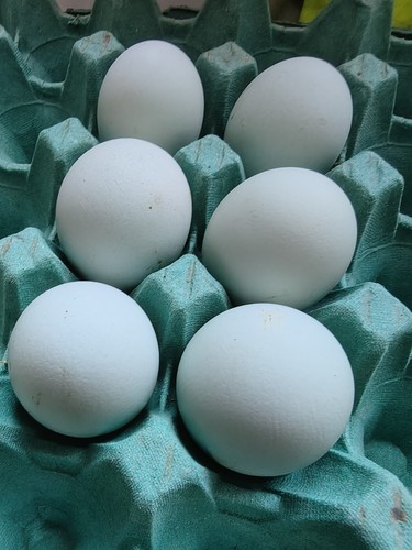 Free range chicken - 6, blue