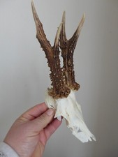 Roe Deer Skull Antlers Trophy