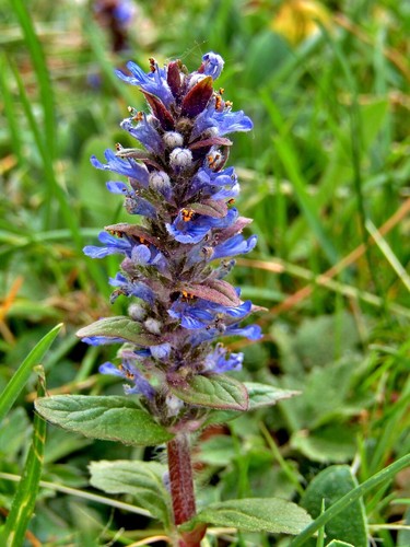 Wild bugleweed bugle plants - 5,