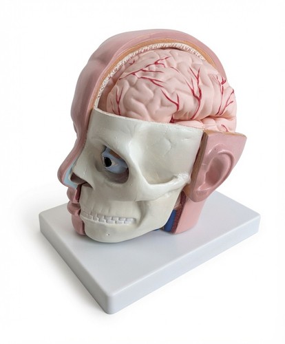 Human anatomy for - anatomy, skull