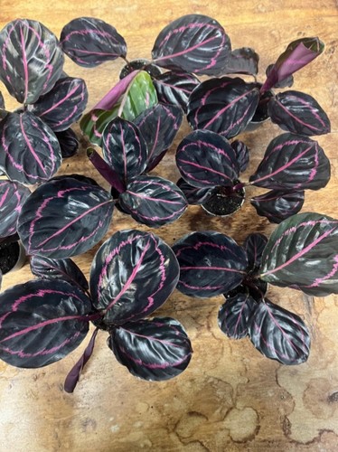 Calathea roseopicta dottie - calathea,