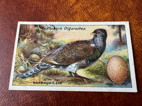 Gallaher birds nests eggs - &,