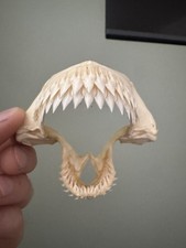 Rare KITEFIN SHARK jaw jaws Dalatias licha dogfish species Taxidermy oddity Bone