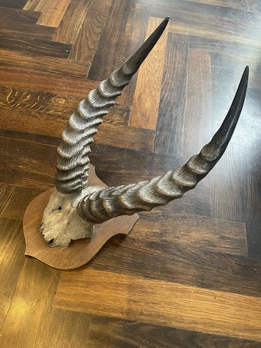 Taxidermy mounted antelope - taxidermy,