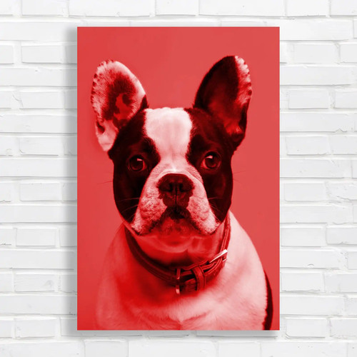 Adorable french bulldog - adorable, red
