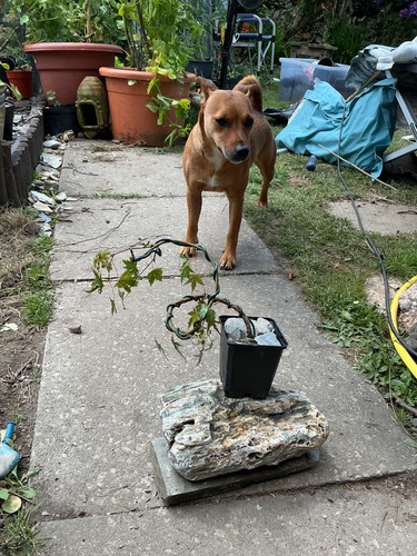 Japanese maple plant - , pot