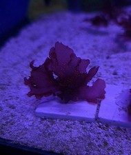 Rare Orange Galax Refugium