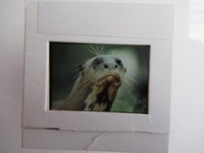 Giant Otter     slide (35mm film) Good focus no reflection