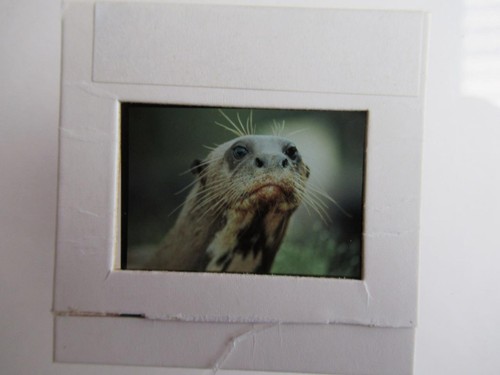 Giant otter slide 35mm - giant,