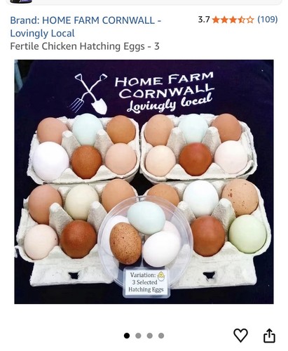 Egg incubator and eggs - ,