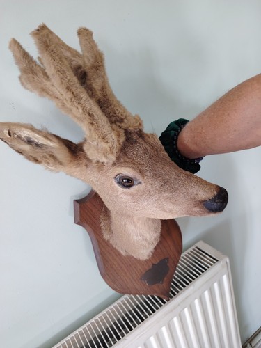 Taxidermy roe deer - taxidermy,