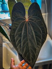 Anthurium RVDP X Carla x BVEP