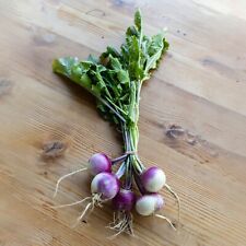 Turnip Plug Plants "Grow Your