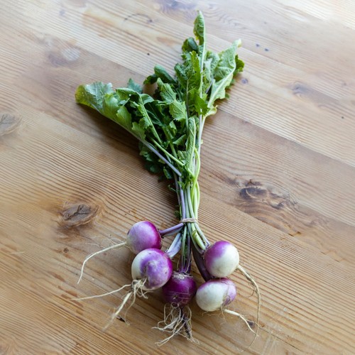 Turnip plug plants grow - plug,