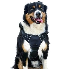 Dog Harness and FREE Matching