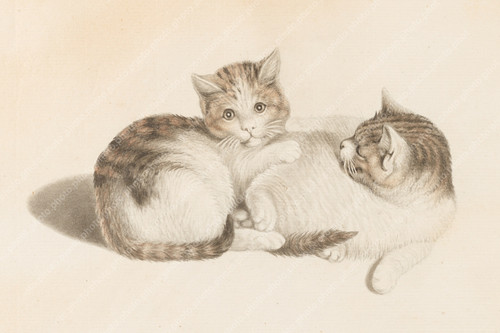 Two kittens curled together - kittens,