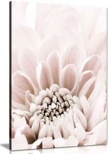 Pastel Pink Chrysanthemum