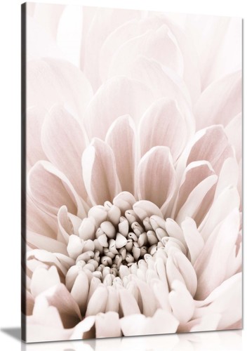 Pastel pink chrysanthemum - pink,