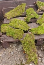 Live Carpet Moss On Bark For