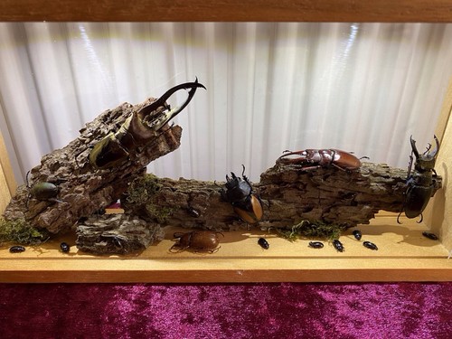 Beetle display taxidermy - taxidermy, case