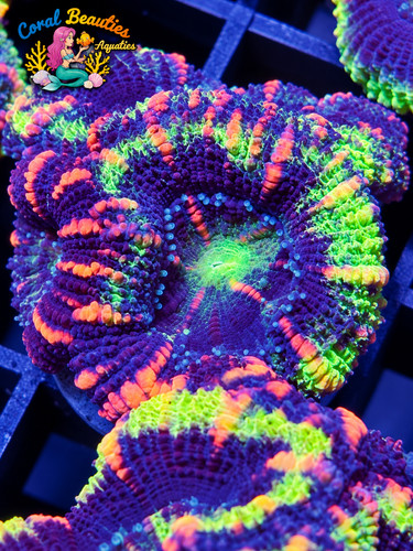 Coral beauties aquatics - beauties,