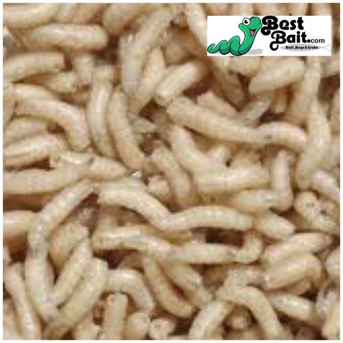 Live spikes maggots - live, blue