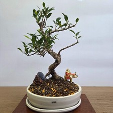 Ficus Microcarpa (Banyan Fig)