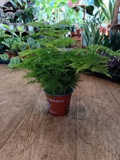 Asparagus Plumosus Fern|