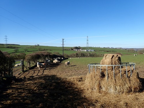 Photo 6x4 extra - for, sheep
