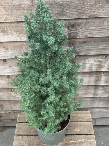 Picea glauca conica - picea,