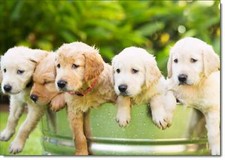 Doodlecards Blank Birthday