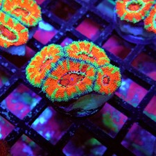 Wysiwyg acan lord coral - acan,