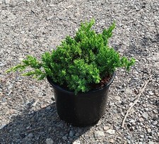 Juniper  procumbens Nana in 2L