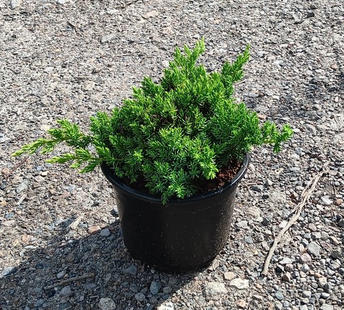 Juniper procumbens nana 3l - procumbens, in