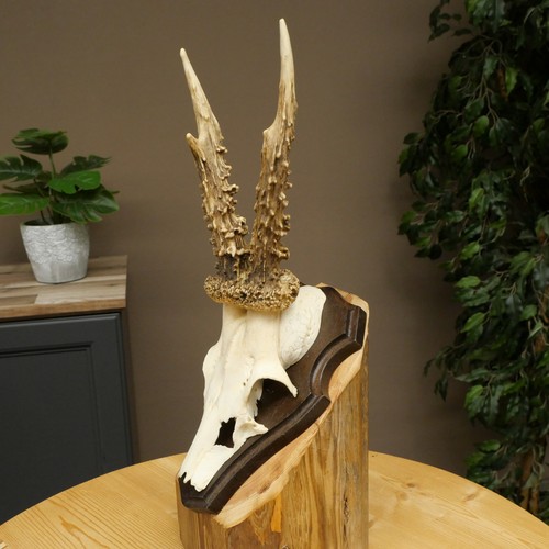 Rehbock deer antler - antler, rack