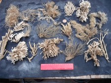 job lot beach combing finds,dried seaweed, crafting ,home decor,model making etc