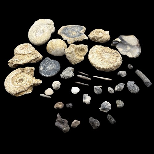 1kg british fossil mix - british, 36