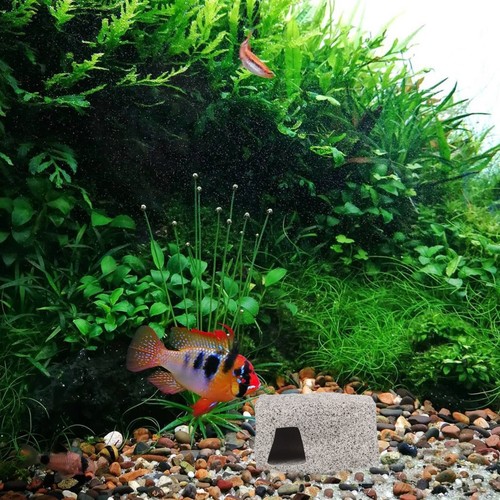 Tropical fish tank accessories - tropical,