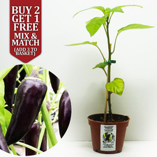 Jalapeno Purple Chilli Pepper