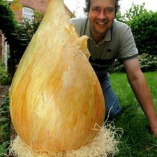 50 Ailsa Craig Giant Onion Seeds