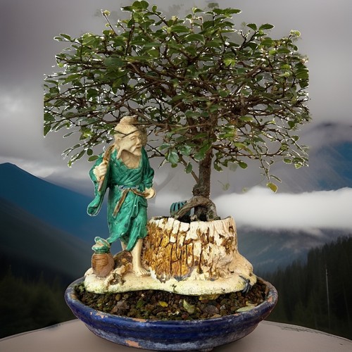 Bonsai tree chinese elm forest - tree,