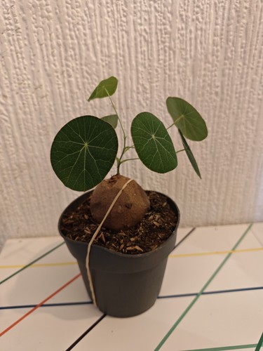 Mature stephania erecta - erecta, rare
