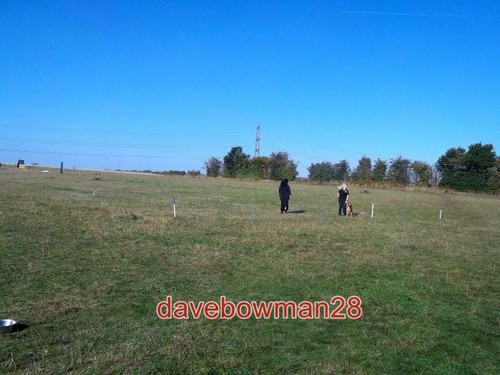 Photo german shepherd - photo,