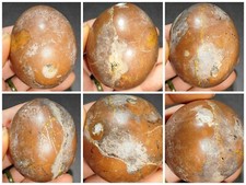 52mm 147g Red shell fossil