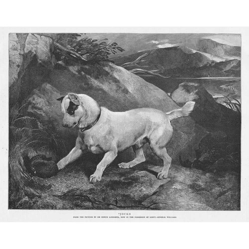 Jocko terrier dog - dog, edwin