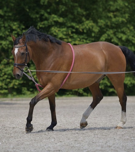 Waldhausen lunging aid - lunging,