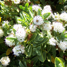 Hebe Albicans Hardy Evergreen