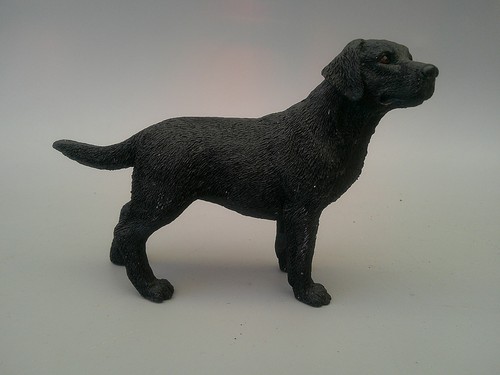 Leonardo black labrador - leonardo,