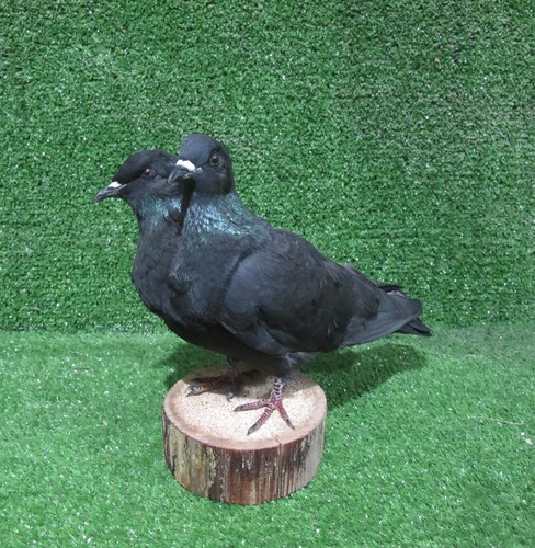 Headed black pigeon - headed,
