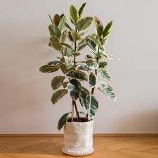 Ficus Tineke Large Indoor House Plant Real Tropical Exotic Evergreen Tall Plants